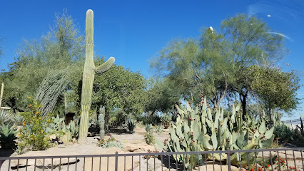 Desert landscape with various cacti, trees, and shrubs under a clear blue sky, viewed from behind a metal fence.