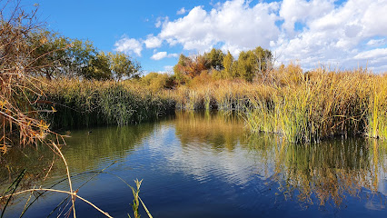 A calm wetland scene with tall reeds and grasses growing along the water's edge under a blue sky with scattered clouds.